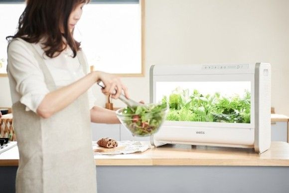 누구나 집에서 신선한 야채를 기른다